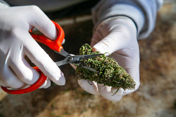 Trimming marijuana processing cutting by scissors and hands in white gloves